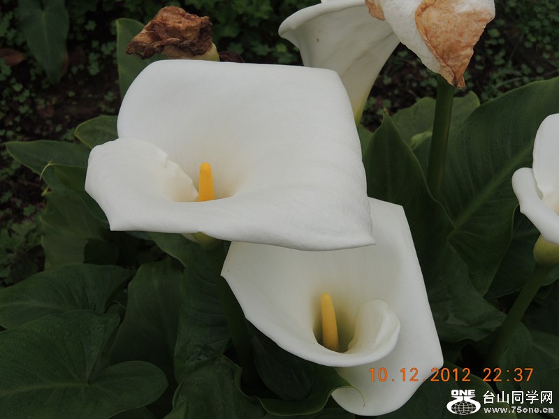 flower 033_.jpg