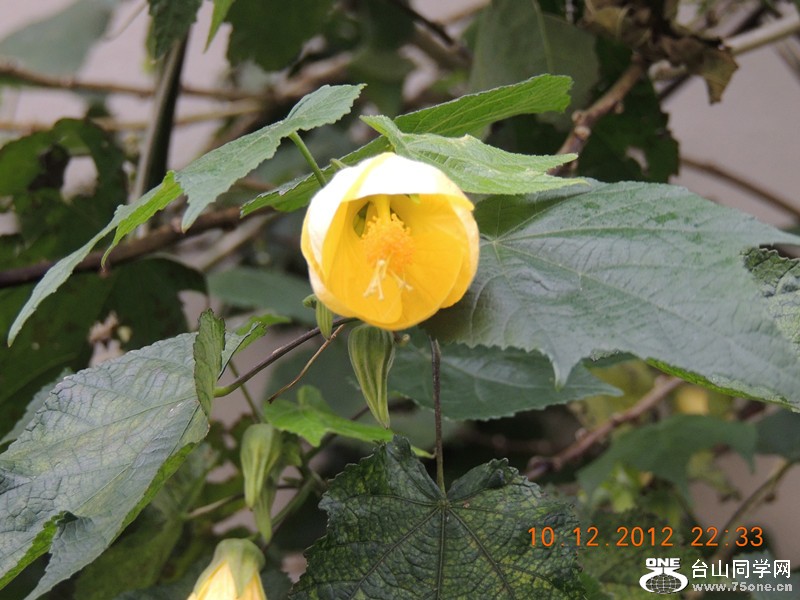 flower 030_.jpg