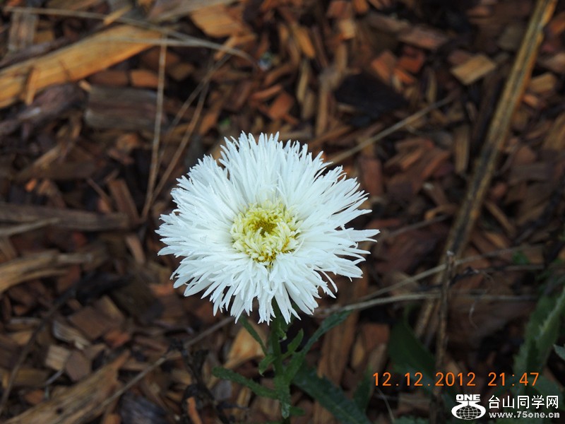 flower 037_.jpg