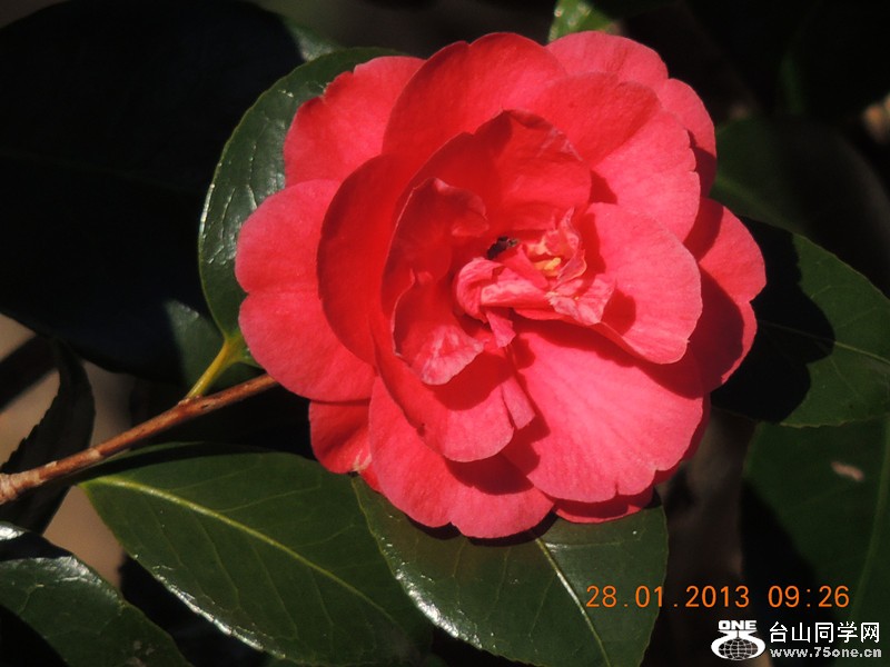 flower 122_.jpg