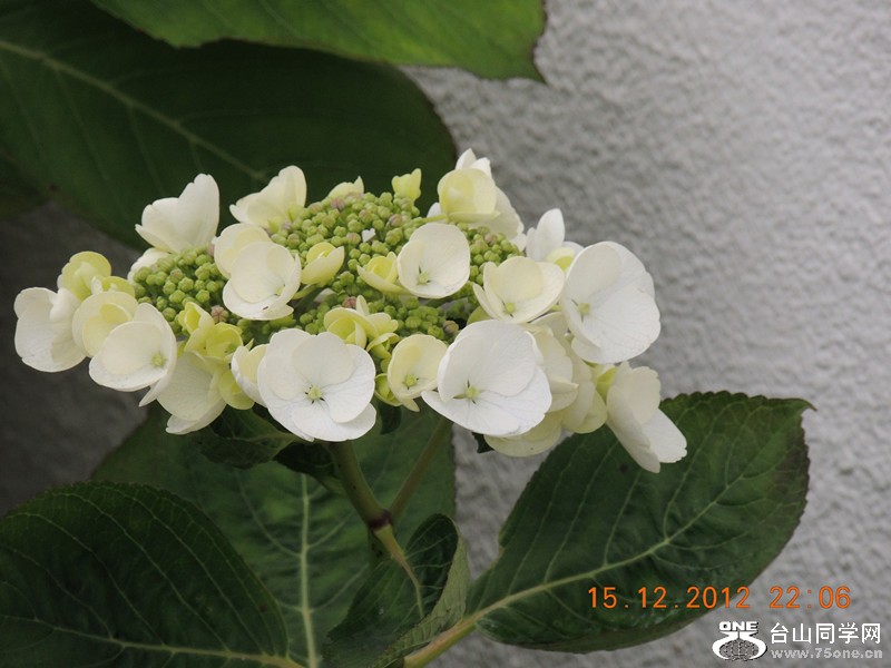 flower 185_.jpg