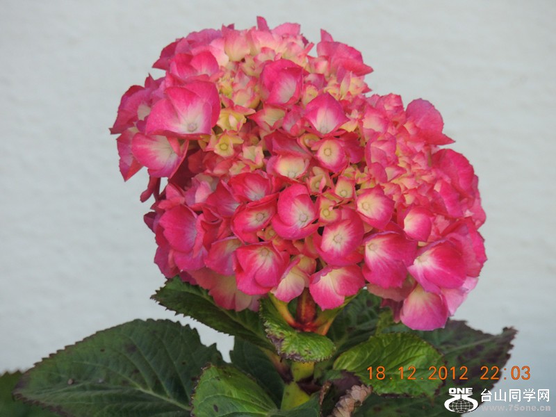 flower 248_.jpg