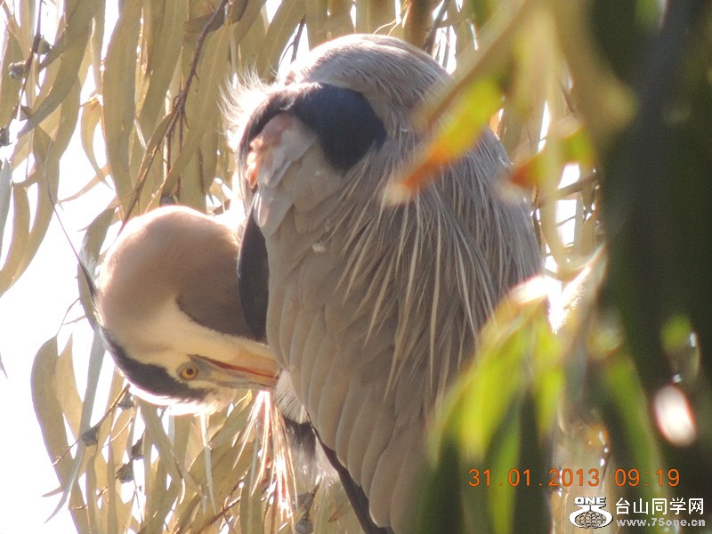 bird 177_.jpg