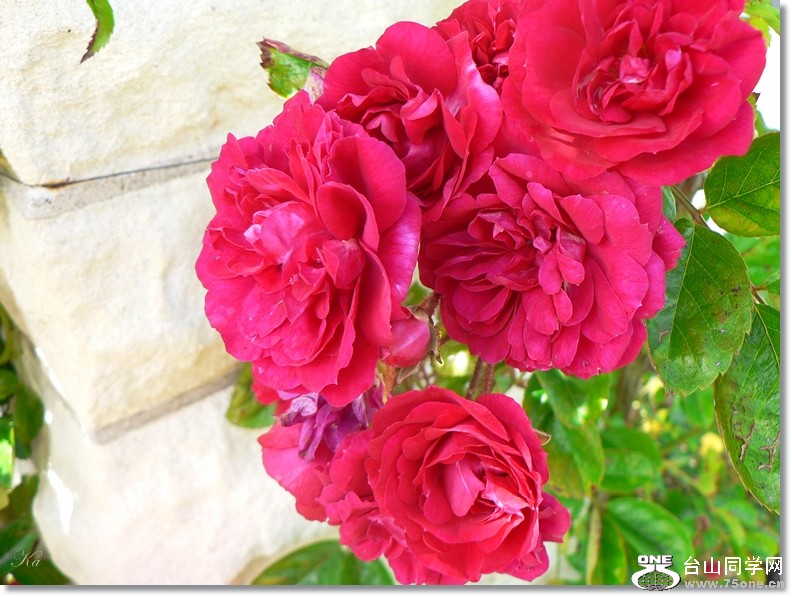flowers 09-12-2012 035.jpg