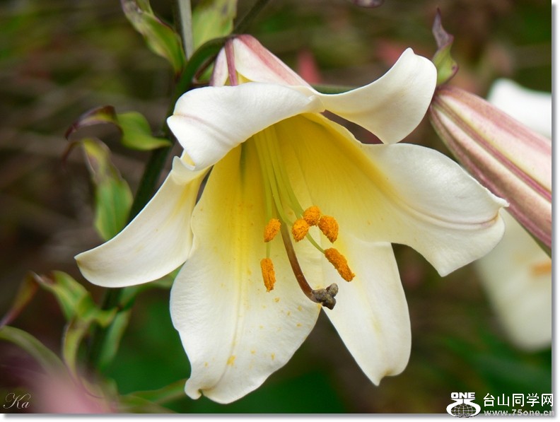 flowers 03-01-13 157.jpg