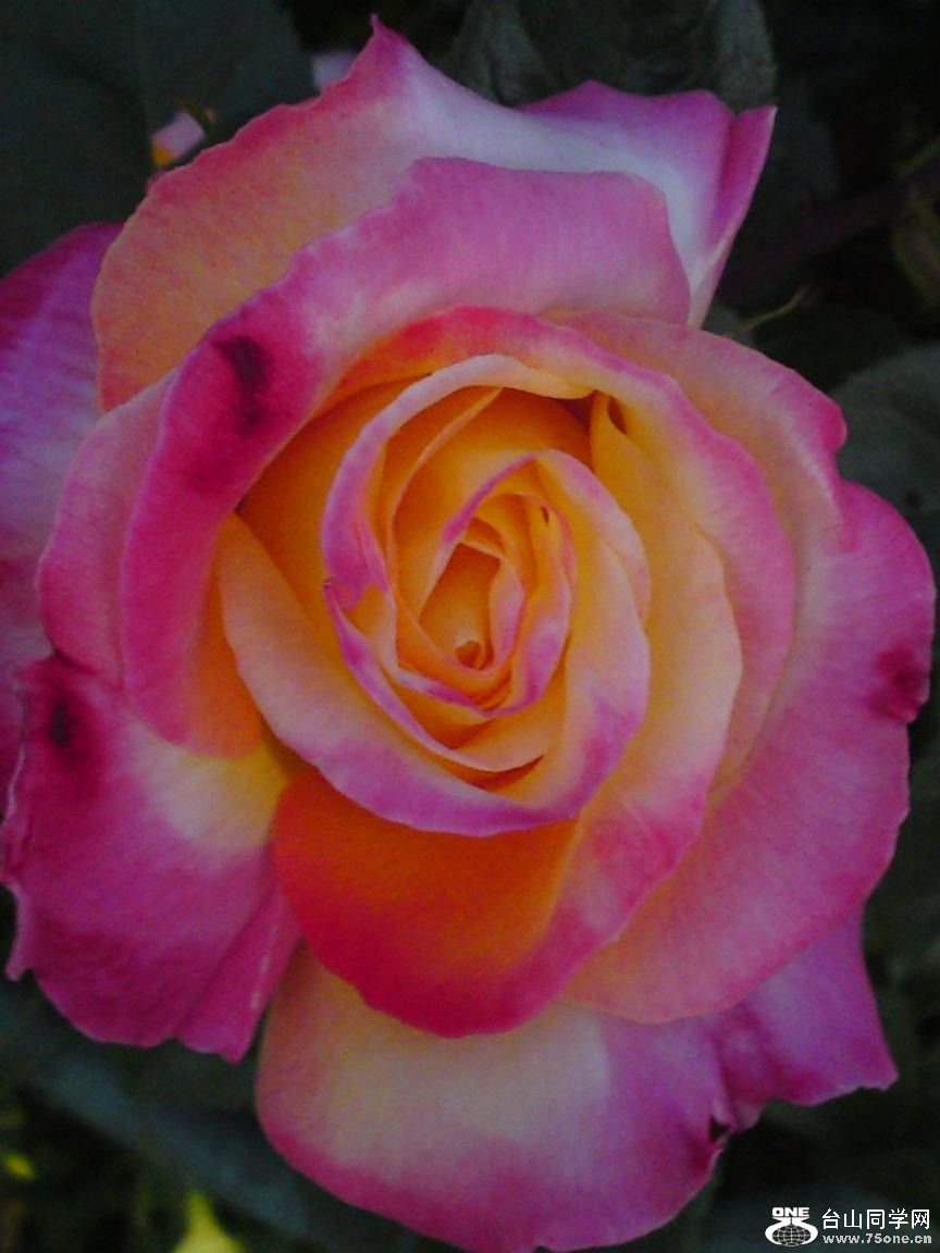 Phone pictures 067.jpg