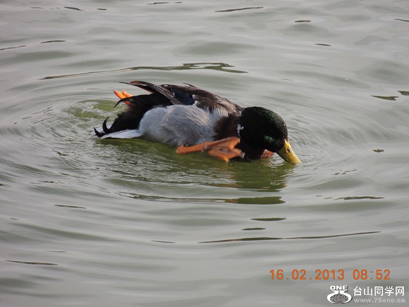 bird 657_.jpg