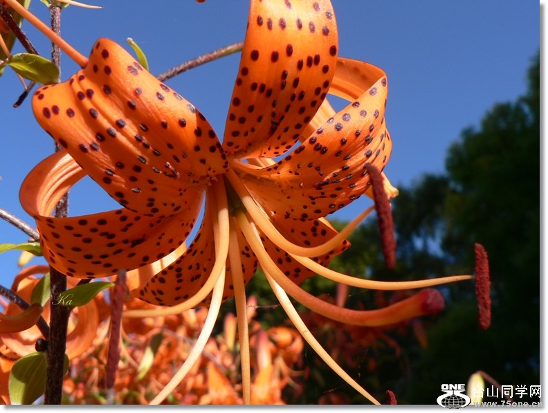 flowers 07-02-13 083.jpg