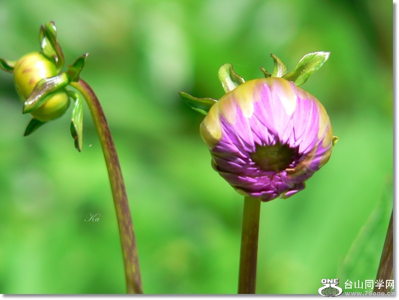 flowers 21-01-13 135.jpg