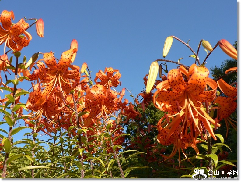 flowers 07-02-13 080.jpg