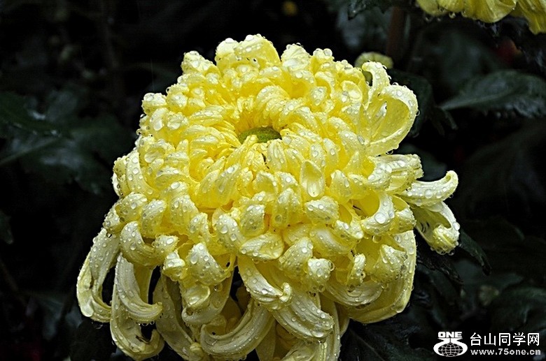 2_778_ac57df59a401603.jpg