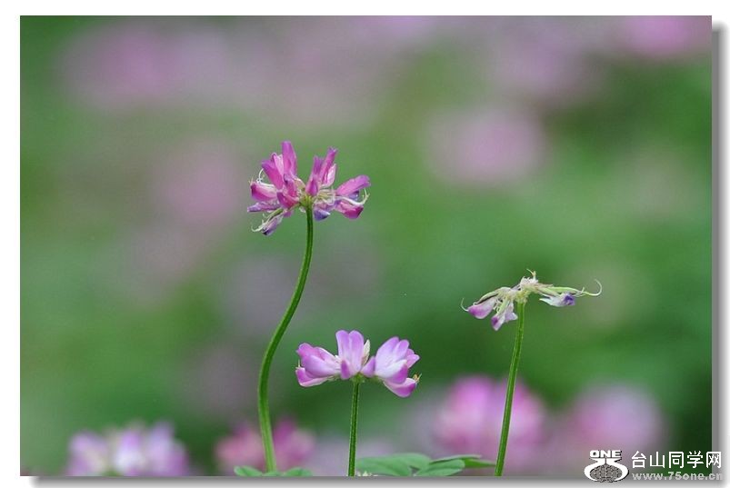 ���ɻ� 075.jpg