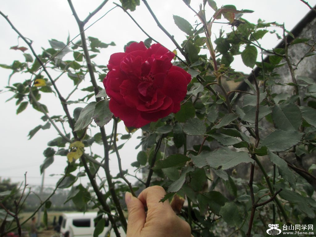 IMG_0150.jpg