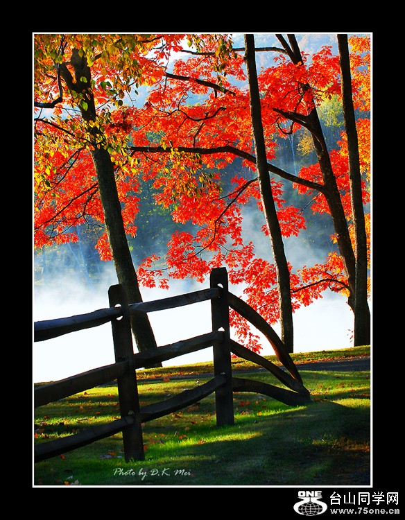 Colors_of_the_Trees C.jpg