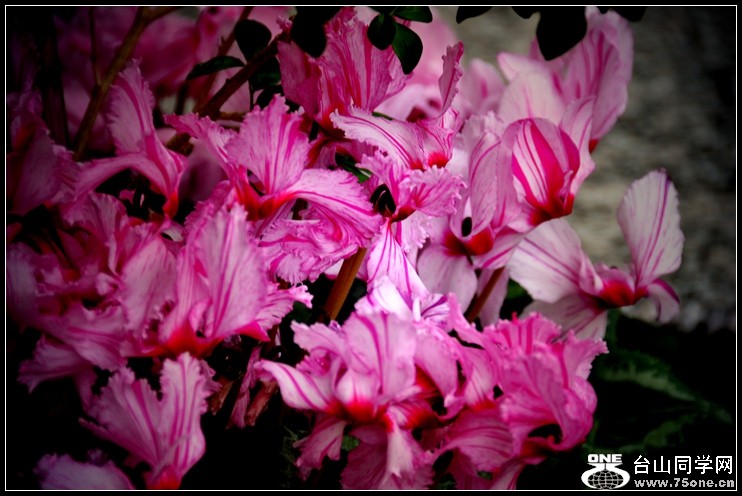 2013-2-2 Flowers 100_.jpg