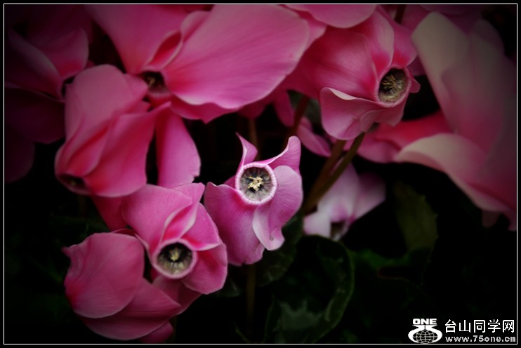 2013-2-2 Flowers 038_.jpg