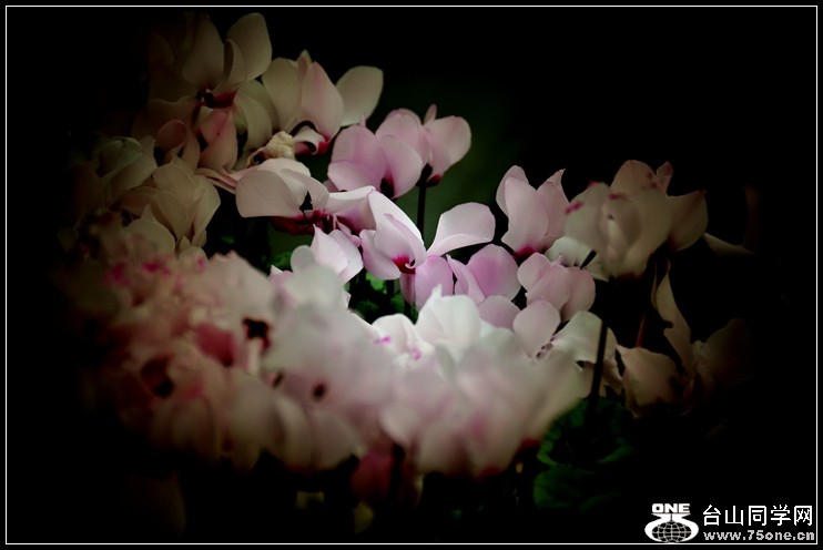 2013-2-2 Flowers 098_.jpg