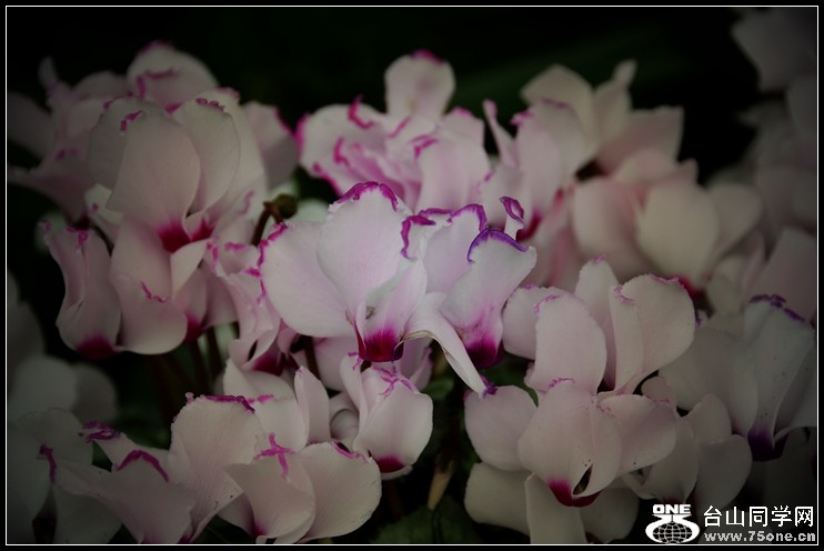 2013-2-2 Flowers 104_.jpg