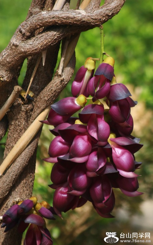 ��ת IMG_0525.JPG