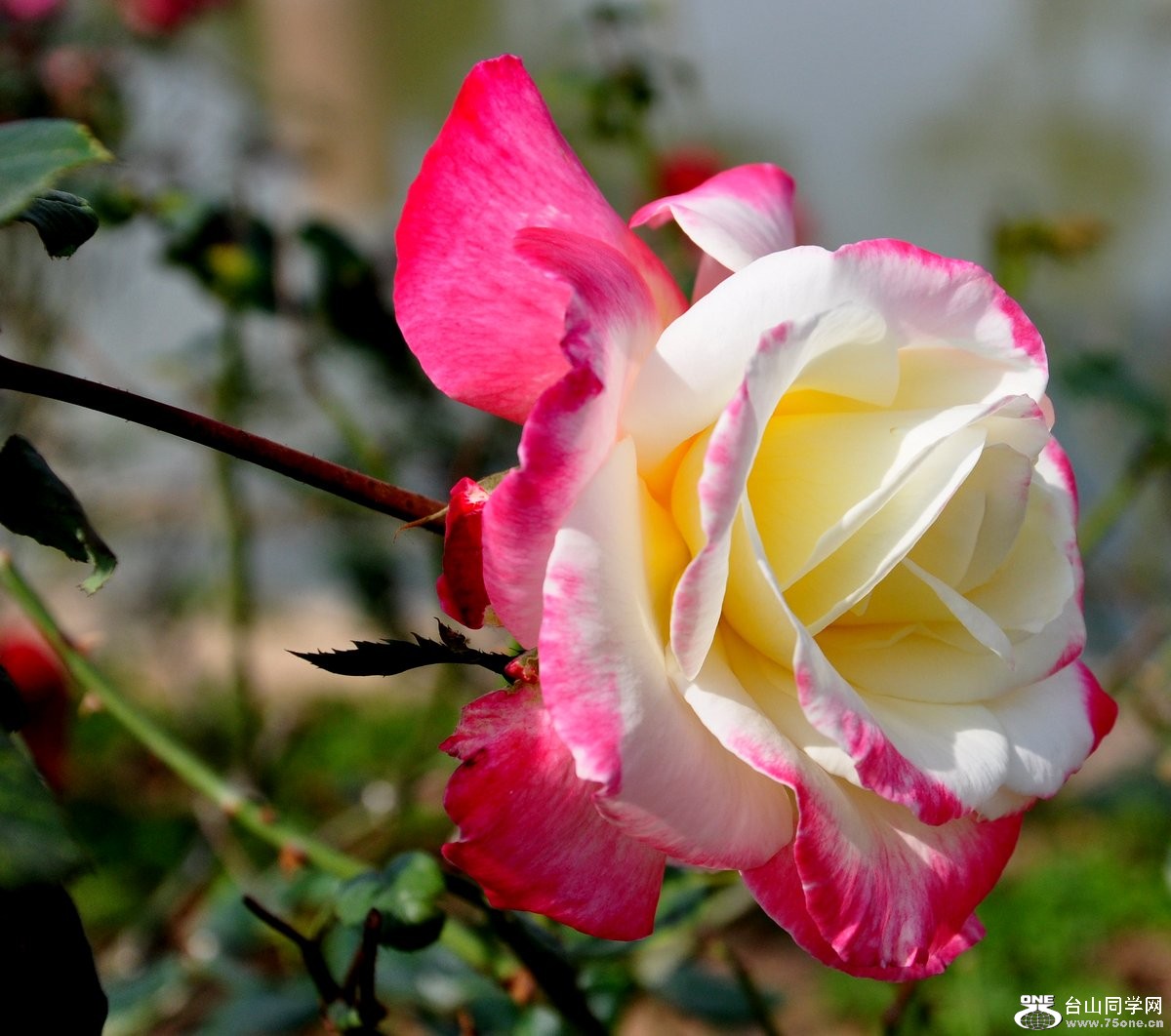 DSC_0011.JPG