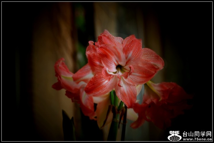 2013-2-2 Flowers 156_.jpg