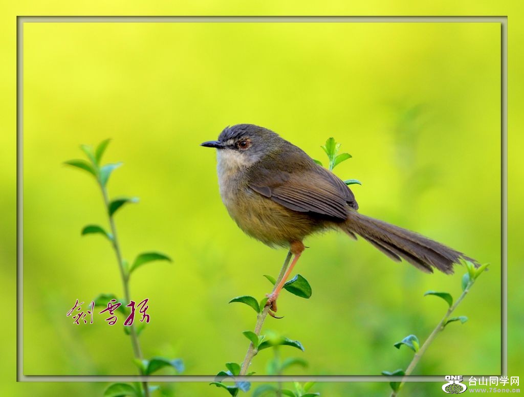 DSC_8329_conew1.jpg