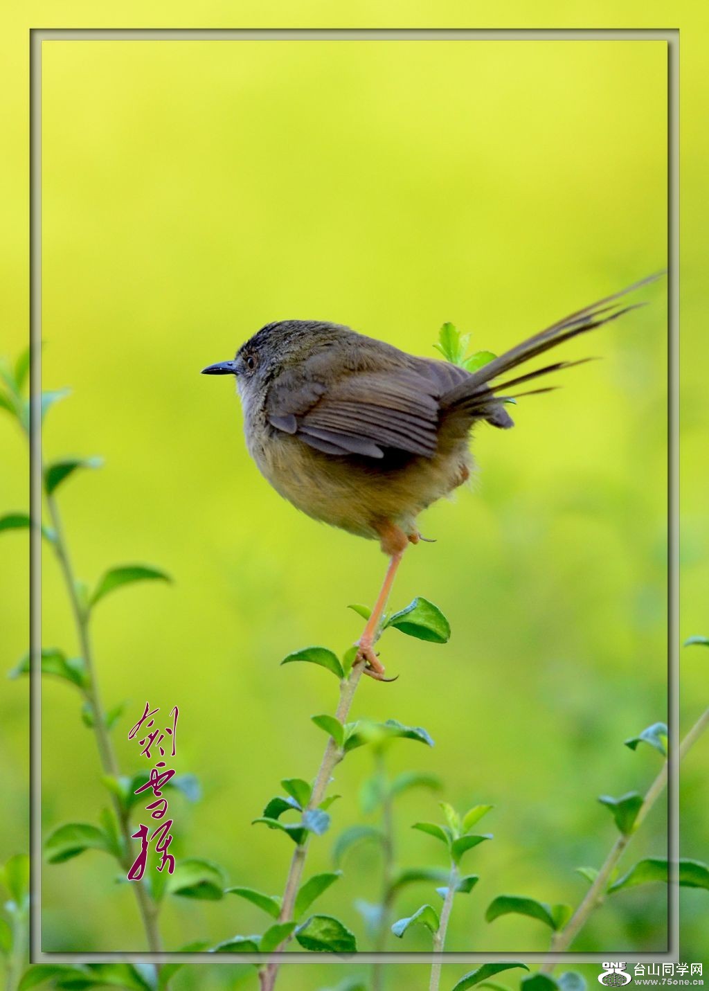 DSC_8331_conew1.jpg