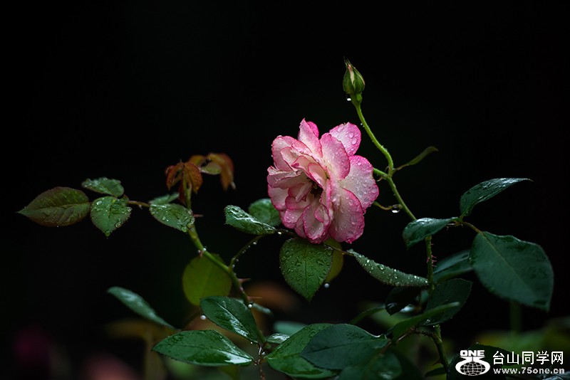 DSC_6693.jpg