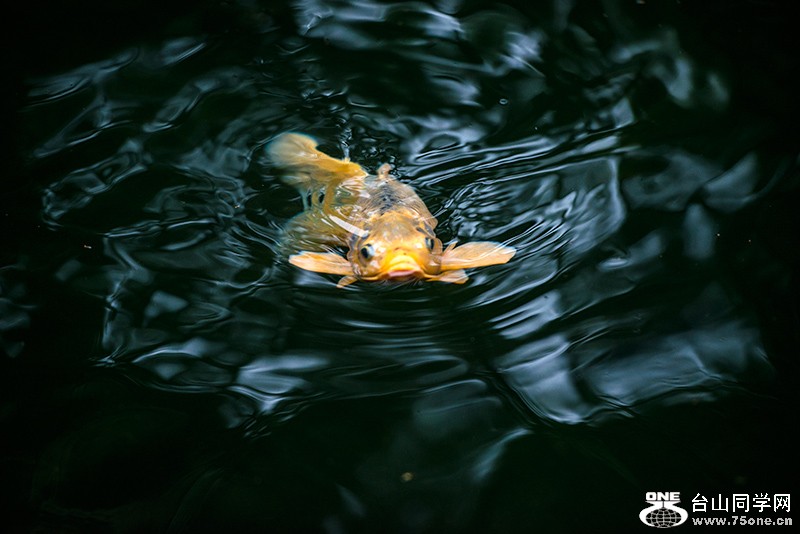 DSC_6863.jpg