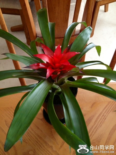Bromeliad.JPG