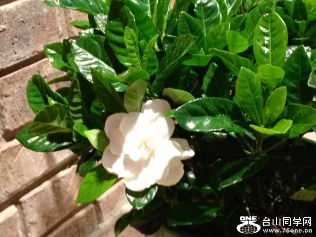 gardenia1.JPG