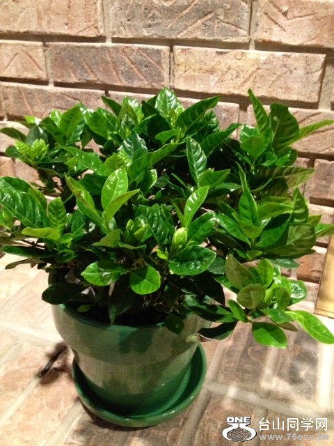 gardenia.JPG