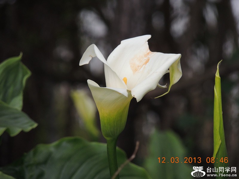 flower 1123_.jpg