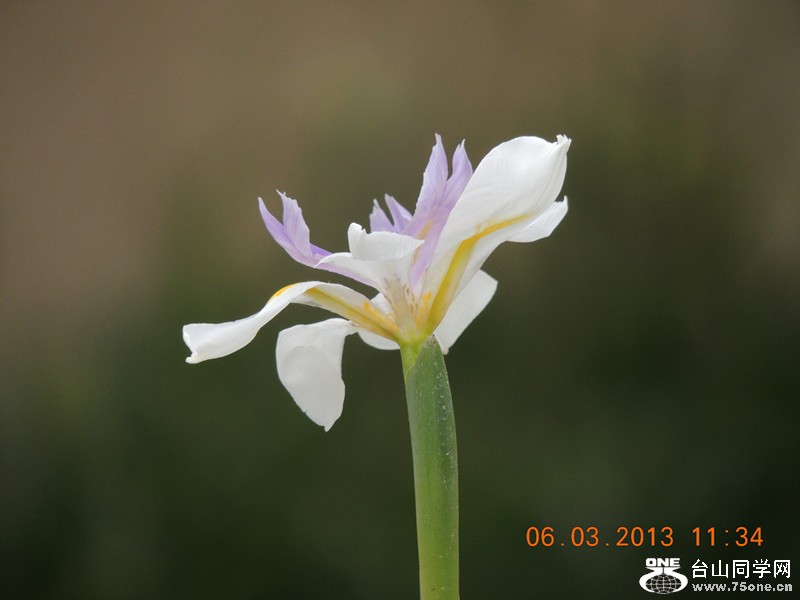 flower 928_.jpg