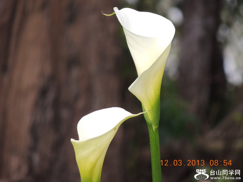 flower 1156_.jpg