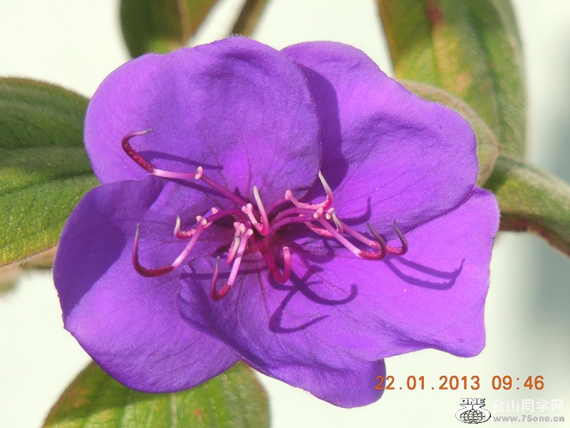 flower 049_.jpg