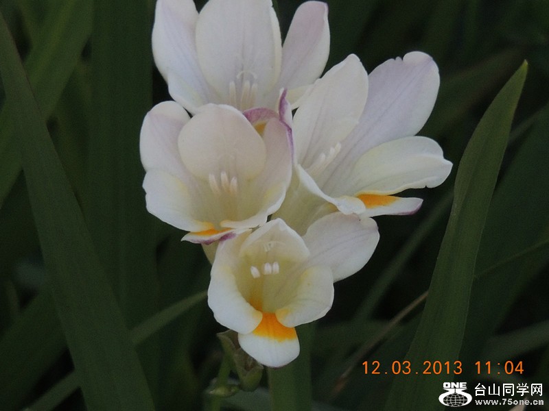 flower 1209_.jpg