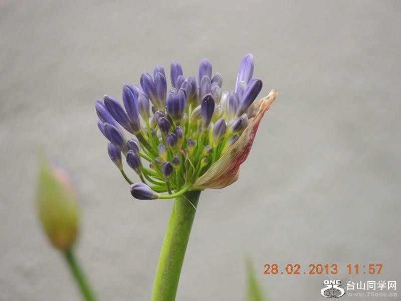 flower 717_.jpg