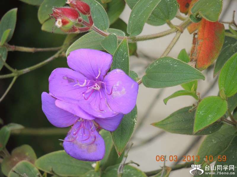 flower 880_.jpg