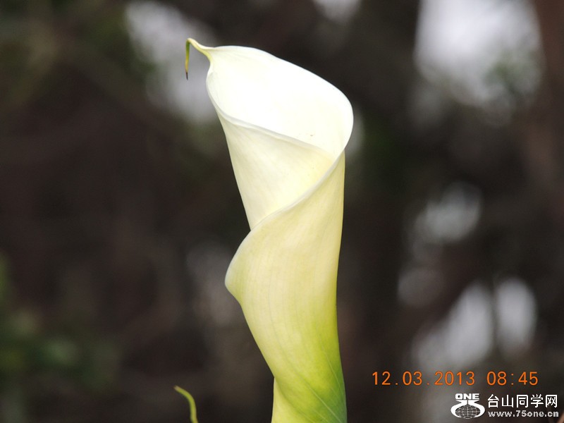 flower 1121_.jpg