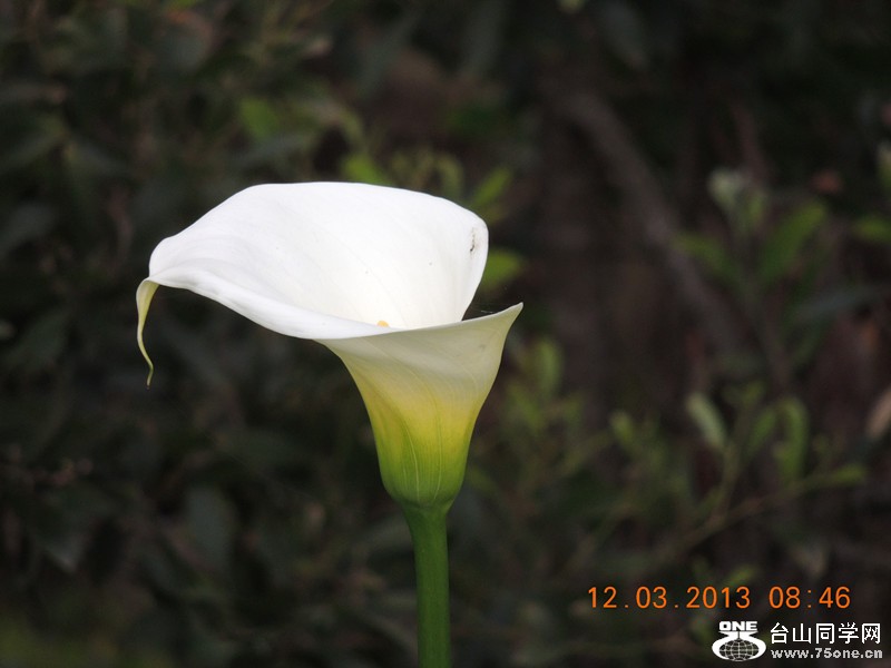 flower 1124_.jpg