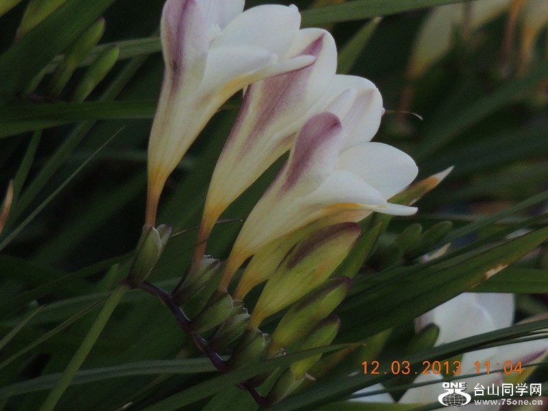 flower 1213_.jpg