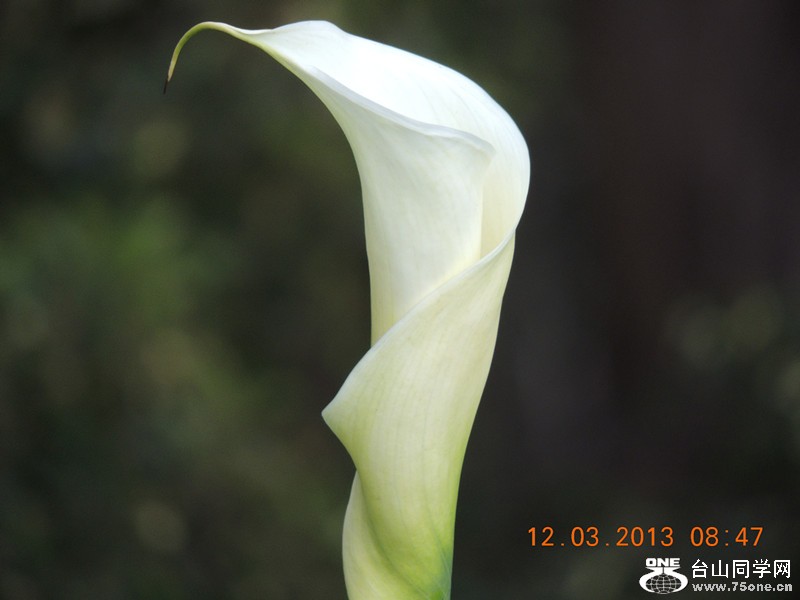 flower 1127_.jpg