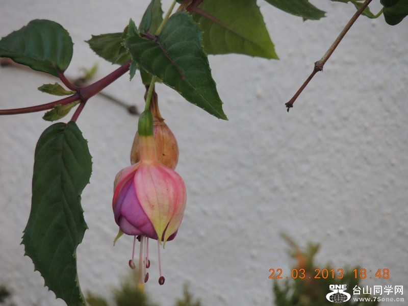 flower 1673_.jpg