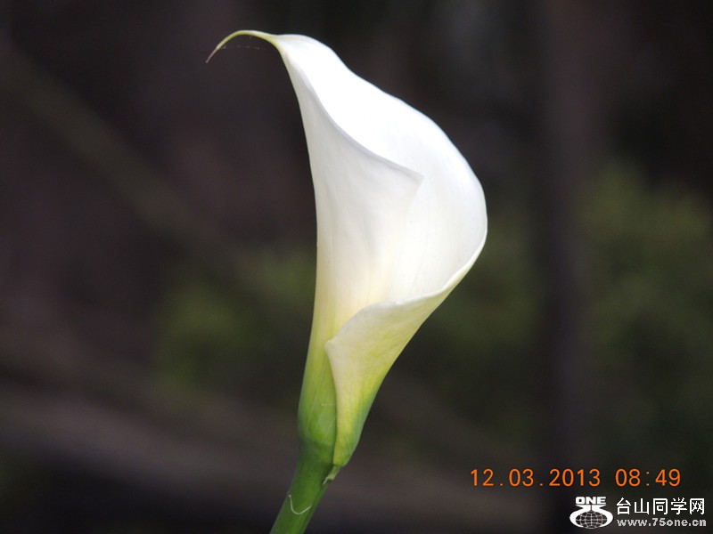 flower 1135_.jpg