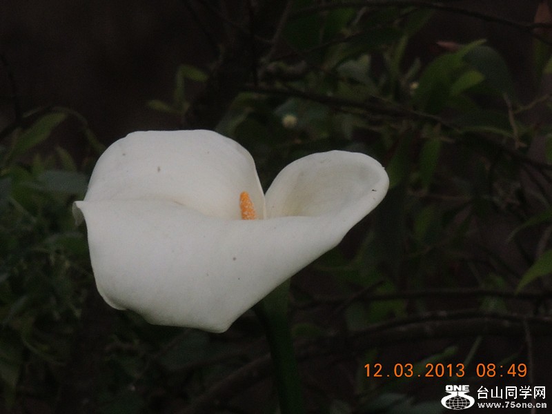 flower 1133_.jpg