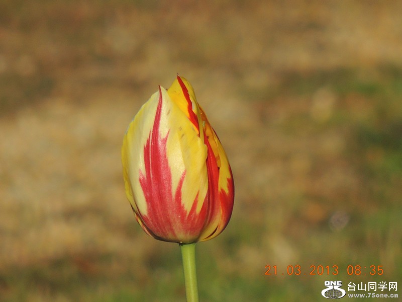 flower 1496_.jpg