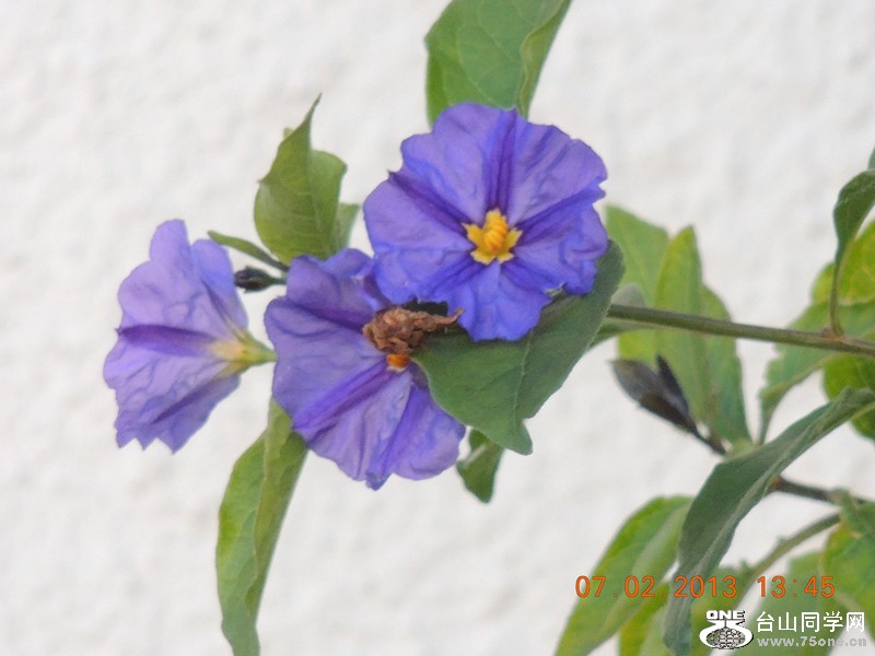 flower 319_.jpg