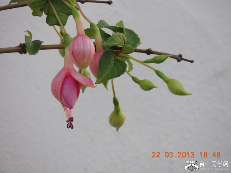 flower 1670_.jpg