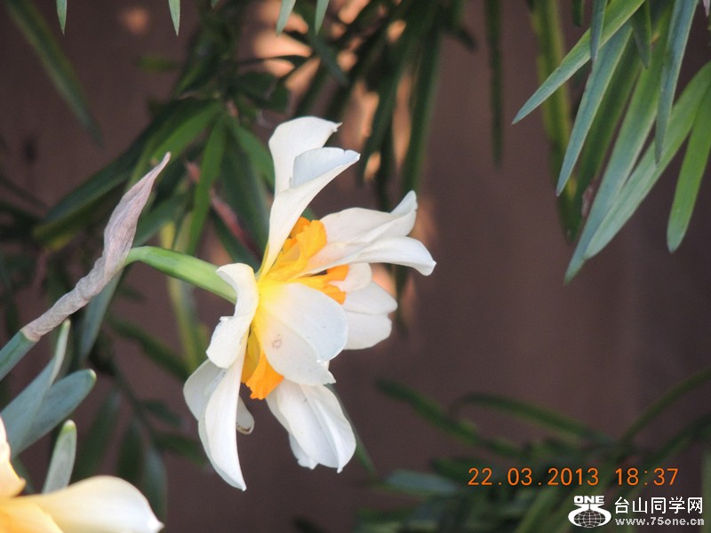 flower 1648_.jpg